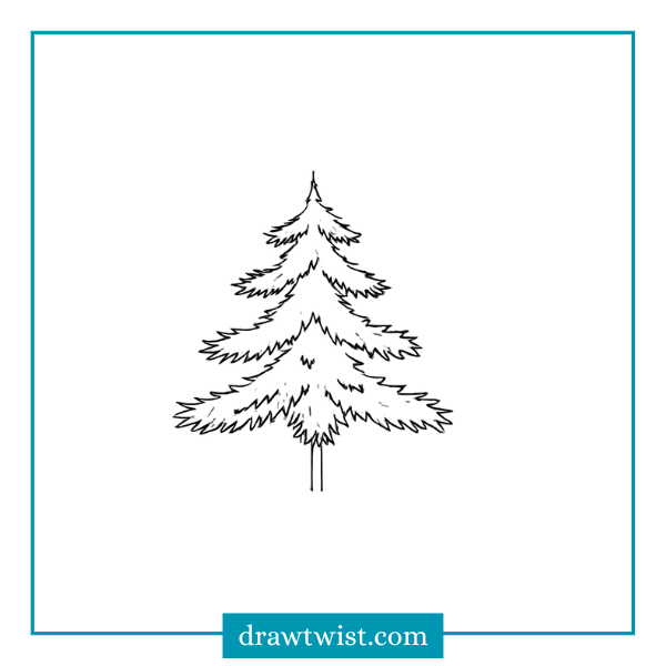 How to Draw a Realistic Pine Tree